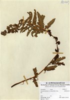 藏品(臺灣絨假紫萁)的圖片